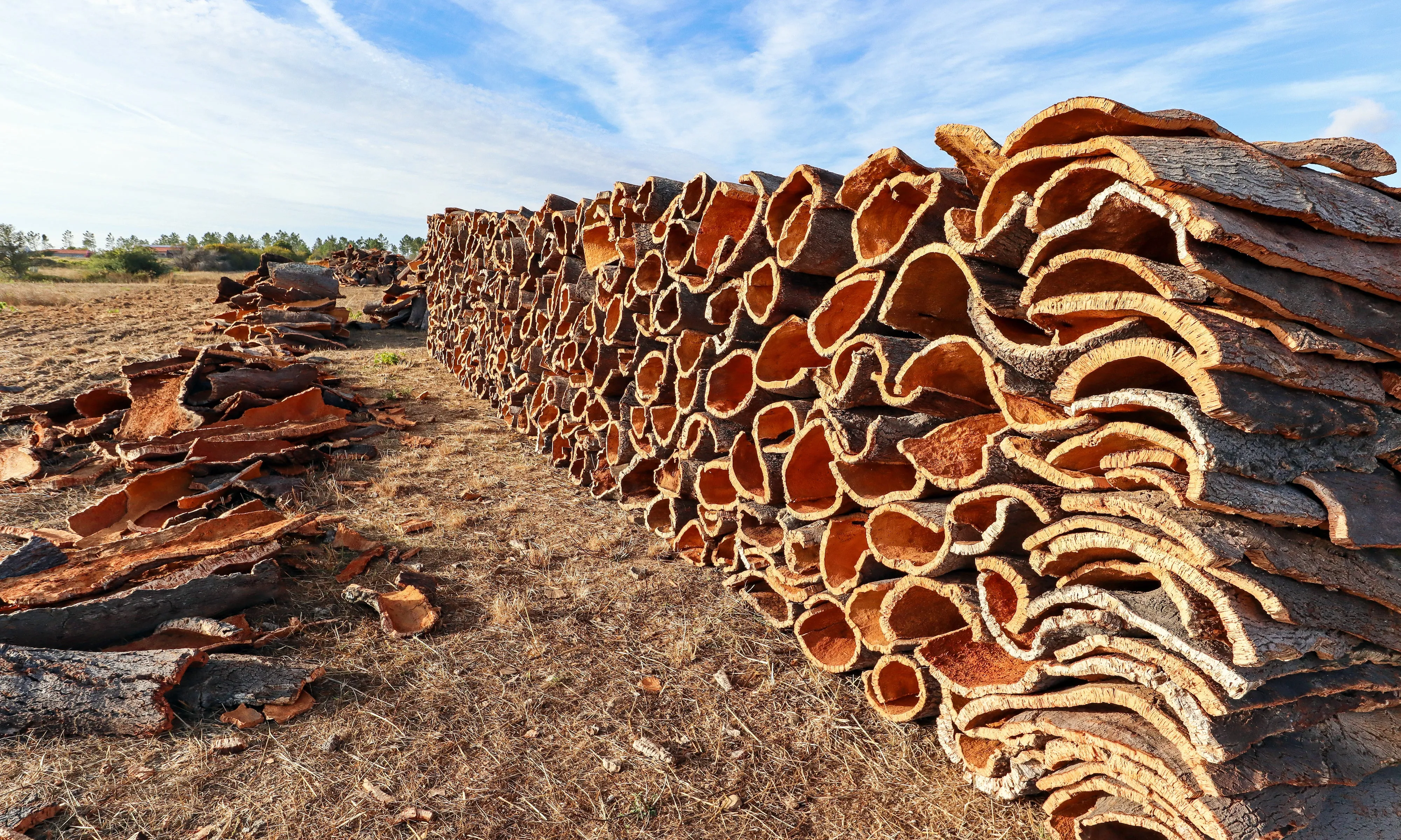 Cork Bark Flats (Sellers Choice)